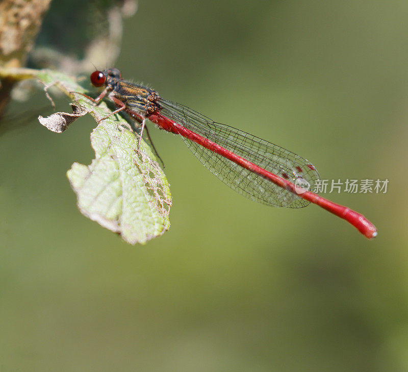 小红豆娘(Ceriagrion tenellum)雄